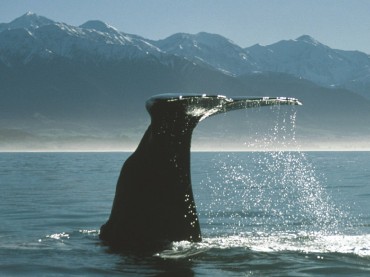 Whale Watch