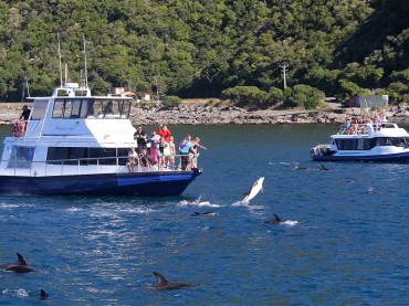 Dolphin Encounter