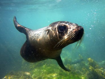 Seal Swim Kaikoura