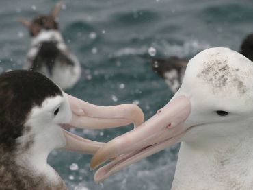 Albatross Encounter